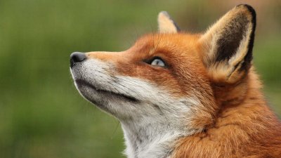 Majestic Red Fox Close-up Wallpaper HD 4K - Aesthetic Wildlife Background
