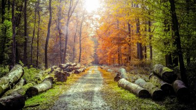 Autumn Forest Path Wallpaper HD 4K - Aesthetic Fall Scenery
