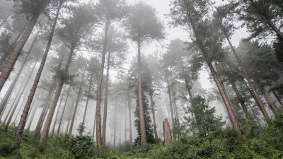 Aesthetic Foggy Forest Wallpaper HD 4K - Moody Pine Trees in Mist