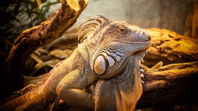 Majestic Green Iguana Wallpaper HD 4K Aesthetic Reptile Background