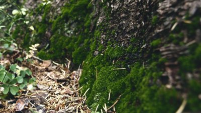 Aesthetic Green Moss on Tree Bark Wallpaper HD 4K - Nature Background