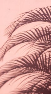 Aesthetic Pink Palm Shadow Wallpaper HD 4K - Minimalist Summer Vibe