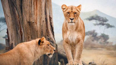 Majestic Lionesses Wildlife Wallpaper HD 4K - Aesthetic Nature Background