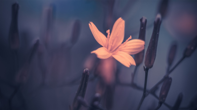 Aesthetic Orange Flower Wallpaper HD 4K - Moody Dark Floral Background