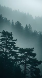 Mystical Foggy Forest Wallpaper HD 4K - Aesthetic Misty Pine Trees