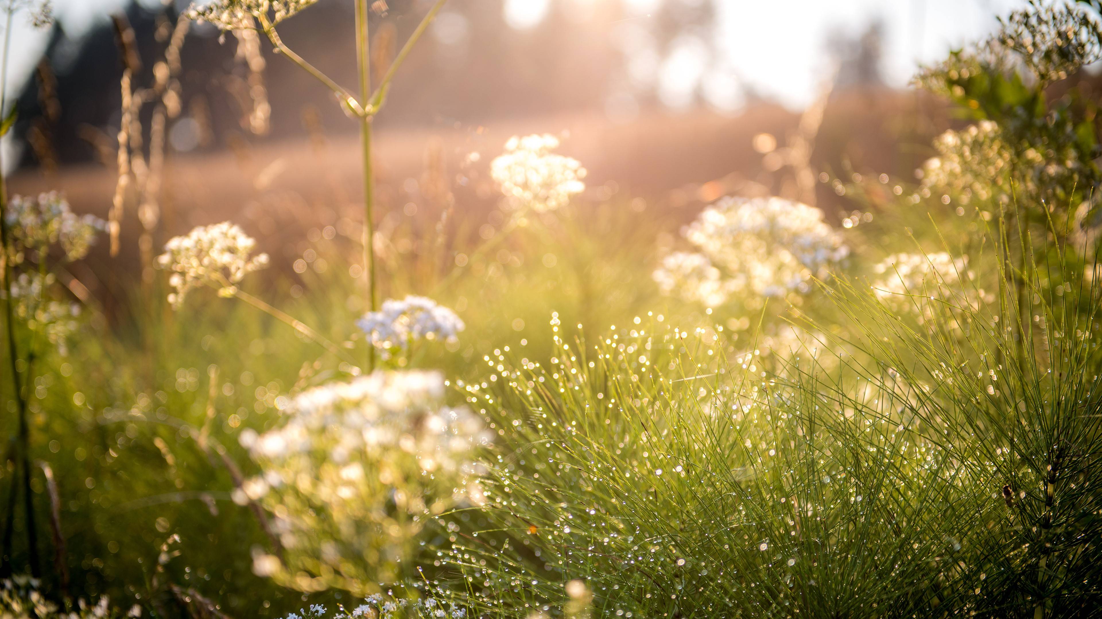 Aesthetic Nature Wallpaper HD 4K: Sun-Drenched Meadow and Dew Drops