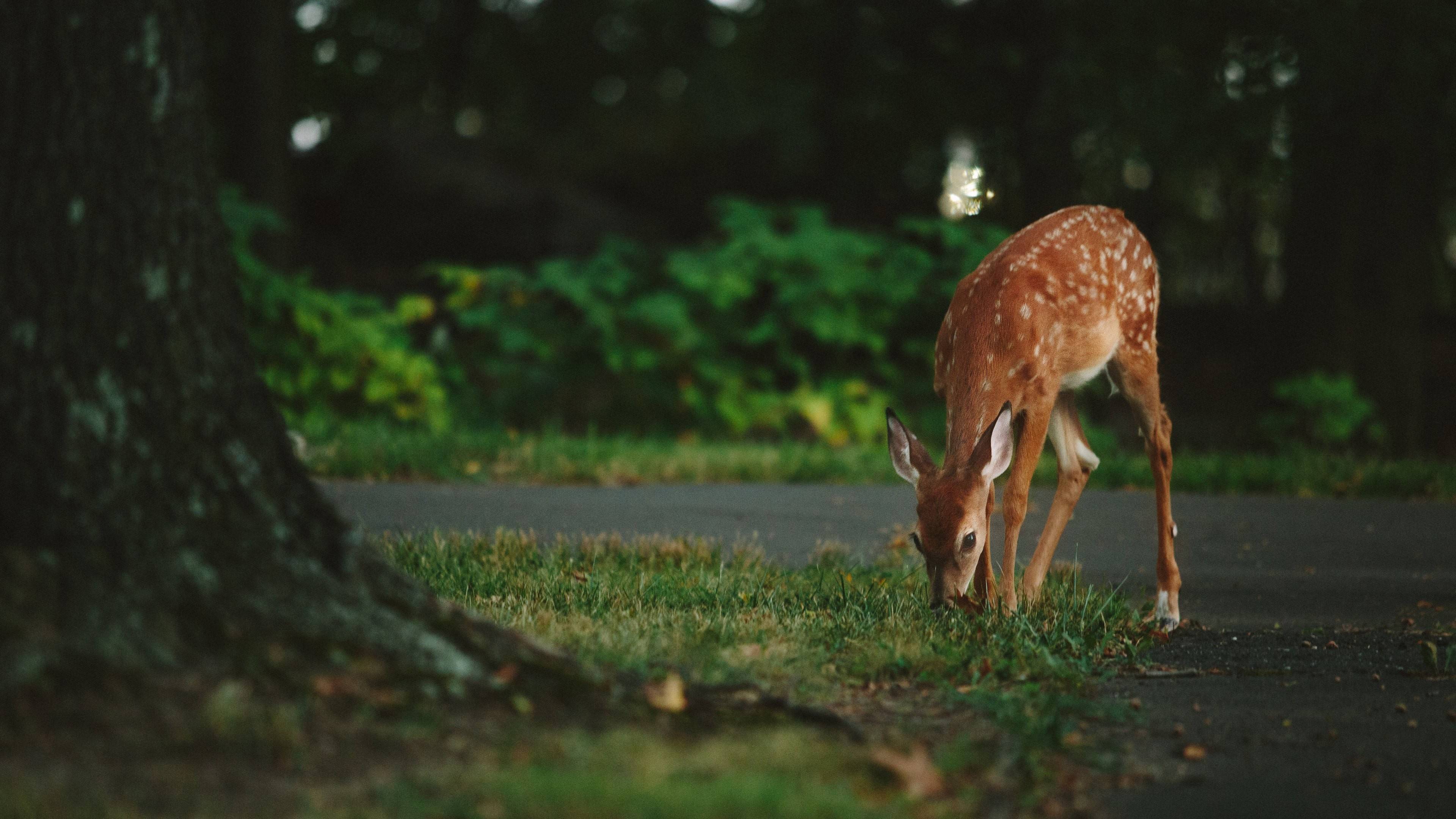 Cute Fawn Grazing in Forest Nature Wallpaper HD 4K Aesthetic